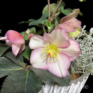 画像2: 【氷の薔薇ビアンコ・アーリーローズ】寄せ植え現品