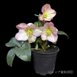 画像2: クリスマスローズ Ice N' roses 氷の薔薇アーリーローズ3.5号