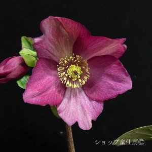 画像13: クリスマスローズ 雪の妖精HGCレイラ6号