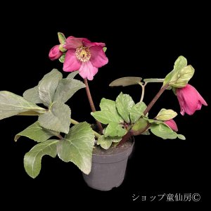 画像3: クリスマスローズ 雪の妖精HGCレイラ6号