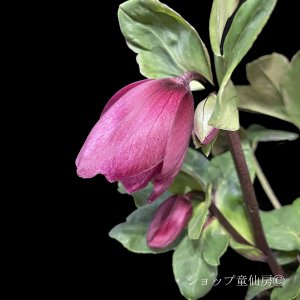 画像4: クリスマスローズ 雪の妖精HGCレイラ6号