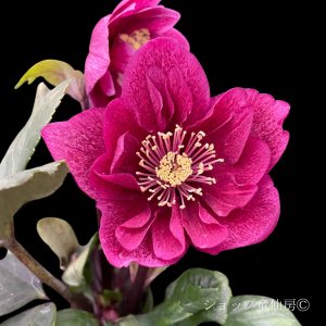 画像3: クリスマスローズ 雪の妖精HGCフーリールビー6号