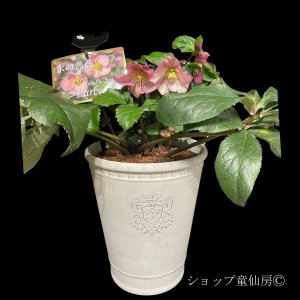 画像4: 【氷の薔薇アーリーローズ】大株鉢植え現品