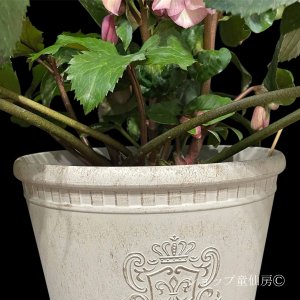 画像3: 【氷の薔薇アーリーローズ】大株鉢植え現品