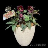 クリスマスローズ鉢植え　大鉢　氷の薔薇　メルロー