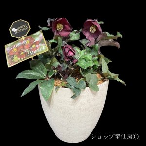 画像2: クリスマスローズ鉢植え　大鉢　氷の薔薇　メルロー