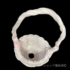 画像2: 綱木紋・鉢・ジュリアン・ピンク系混合色