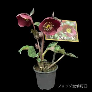 画像2: クリスマスローズ Ice N' roses 氷の薔薇ブルネロ3.5号