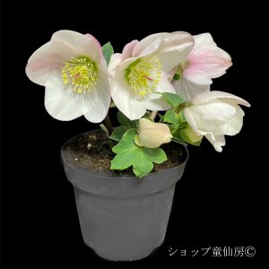 画像7: クリスマスローズ 雪の妖精HGCローラ4.5号