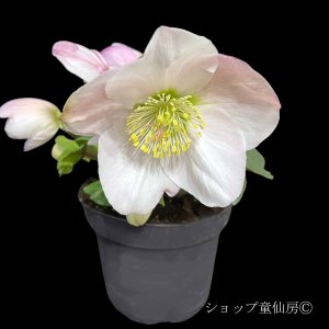 画像4: クリスマスローズ 雪の妖精HGCローラ4.5号