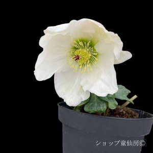 画像14: クリスマスローズ 雪の妖精HGCリン4.5号