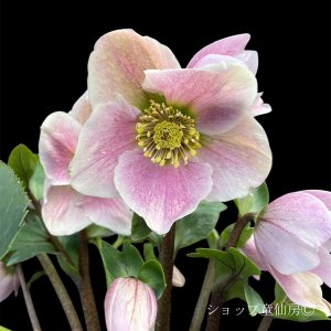 画像5: クリスマスローズ 雪の妖精HGCリバ6号