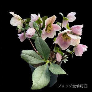 画像4: クリスマスローズ 雪の妖精HGCリバ6号