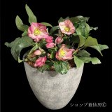 クリスマスローズ鉢植え　大鉢　氷の薔薇　イタリアーノロゼッタ