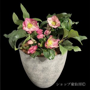 画像1: クリスマスローズ鉢植え　大鉢　氷の薔薇　イタリアーノロゼッタ