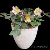 クリスマスローズ鉢植え　大鉢　氷の薔薇　ダークピコティー