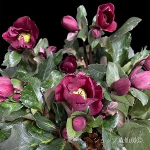 画像2: クリスマスローズ鉢植え　大鉢　氷の薔薇　イタリアーノベノッタ