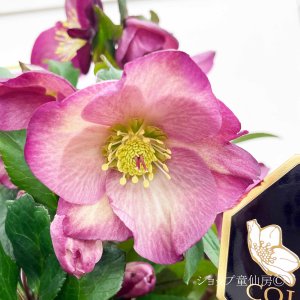 画像2: クリスマスローズ鉢植え　大鉢　氷の薔薇　イタリアーノロゼッタ