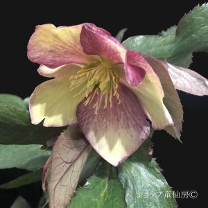 画像2: クリスマスローズ鉢植え　大鉢　氷の薔薇　ダークピコティー