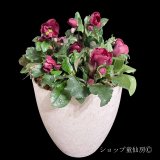 クリスマスローズ鉢植え　大鉢　氷の薔薇　イタリアーノベノッタ