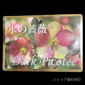 画像16: クリスマスローズ Ice N' roses 氷の薔薇ダークピコティー4.5号
