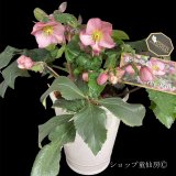 【氷の薔薇アーリーローズ】大株鉢植え現品