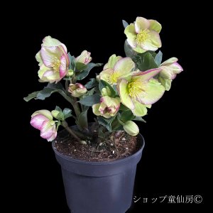 画像1: クリスマスローズ Ice N' roses 氷の薔薇パープルサンライズ6号