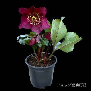 画像2: 【開花終了株】クリスマスローズ Ice N' roses 氷の薔薇レッド3.5号