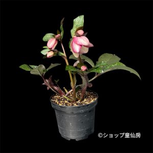 画像1: 【現品】Ice N' roses 氷の薔薇マッディーマーブル