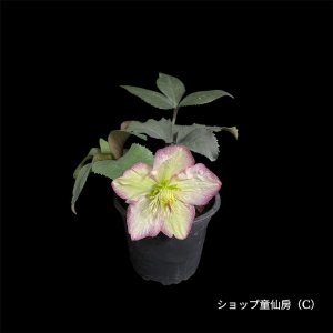 画像2: クリスマスローズ Ice N' roses 氷の薔薇フロステッドローズ3.5号