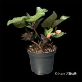 Ice N' roses 氷の薔薇マーシーマーブル【現品１】