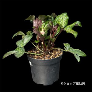 画像1: 【現品2】Ice N' roses 氷の薔薇マーシーマーブル