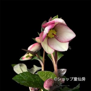 画像3: 【現品】Ice N' roses 氷の薔薇マッディーマーブル