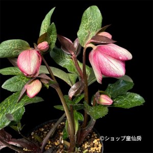 画像2: 【現品】Ice N' roses 氷の薔薇マッディーマーブル