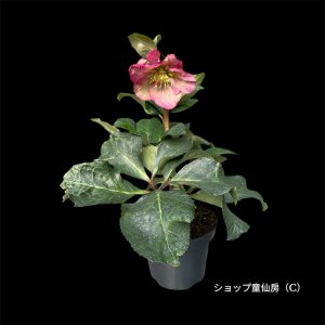 画像2: クリスマスローズ Ice N' roses 氷の薔薇イタリアーノ・ロゼッタ3.5号