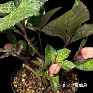 画像2: 【現品１】Ice N' roses 氷の薔薇マーシーマーブル