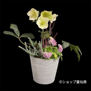 画像2: 【HGC氷の薔薇ホワイト】寄せ植え現品