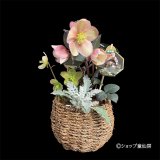 【HGCピンクフロスト・ニゲル】バスケット植え現品