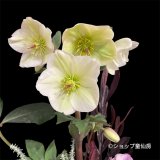 【HGC氷の薔薇ホワイト】寄せ植え現品