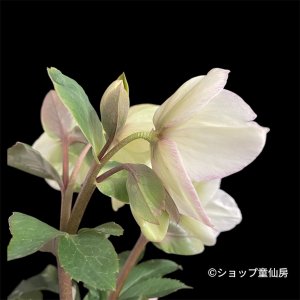 画像3: 【HGC氷の薔薇ホワイト】寄せ植え現品