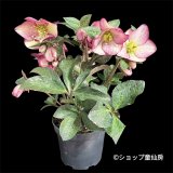 クリスマスローズ Ice N' roses 氷の薔薇マーシーマーブル6号