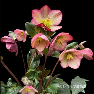 画像2: 【現品】氷の薔薇ロザリー綱木紋鉢植え