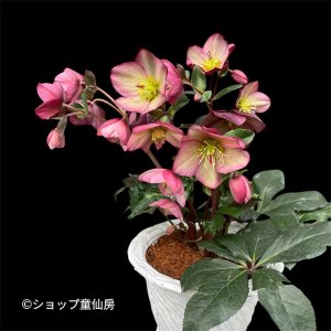 画像3: 【現品】氷の薔薇ロザリー綱木紋鉢植え