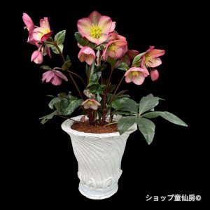 画像1: 【現品】氷の薔薇ロザリー綱木紋鉢植え