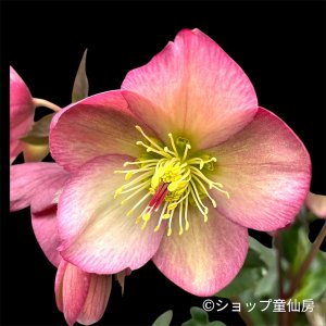 画像4: クリスマスローズ Ice N' roses 氷の薔薇ロザリー6号