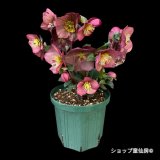 【現品】Ice N' roses 氷の薔薇イタリアーノ・ベノッタ6号スリット