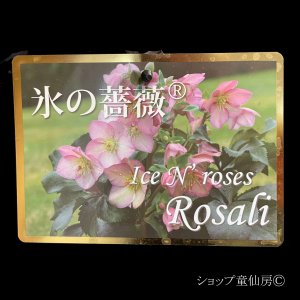 画像4: 【現品】氷の薔薇ロザリー綱木紋鉢植え