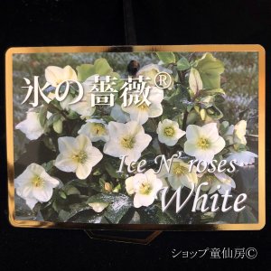 画像4: 【HGC氷の薔薇ホワイト】寄せ植え現品