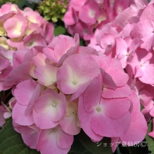 画像11: 庭のあじさい苗 【HBAセレーナ】3.5号