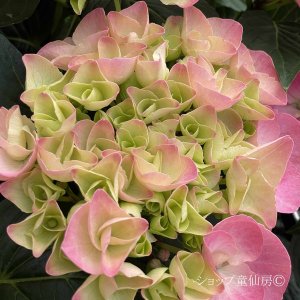 画像4: 庭のあじさい苗 【HBAセレーナ】3.5号